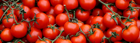 Tomato Triumph: A Step-by-Step Guide to Juicy Homegrown Tomatoes