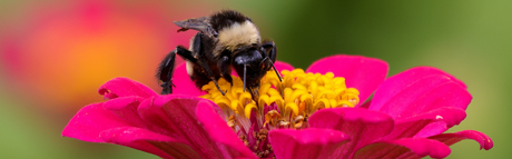 What Are the Best Pollinator Plants For Bees & Insects?