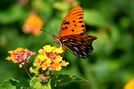 How to Create a Wildlife Friendly Garden For Bugs, Birds and Butterflies