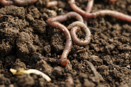Peat-free/Organic