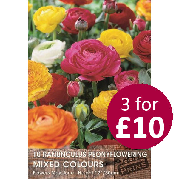 Ranuculus Mixed 10 Per Pack