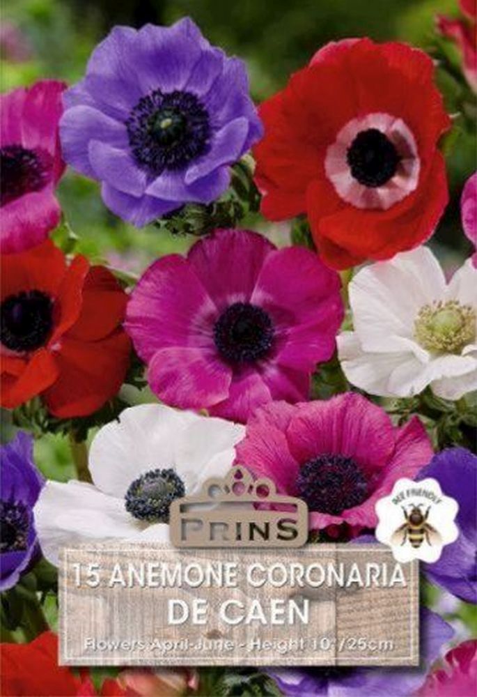 Anemones De Caen Mixed 15 Per Pack