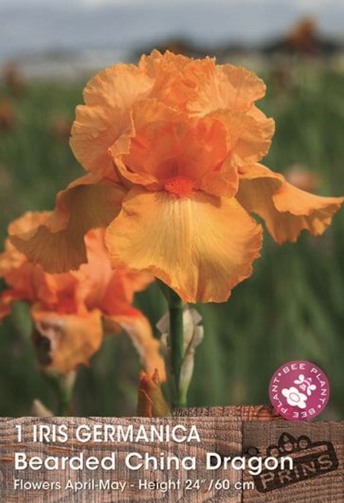 Iris Germanica China Dragon 1 Per Pack