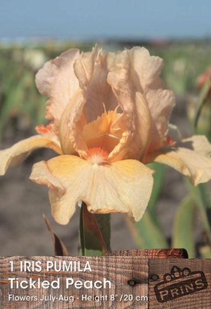 Iris Pumila Tickled Peach 1 Per Pack
