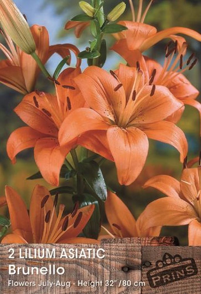Lilium Brunello 2 Per Pack