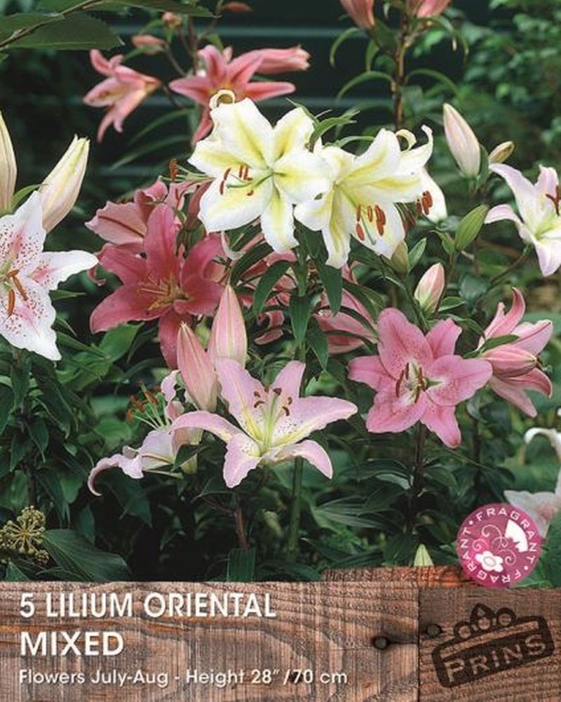 Lilium Oriental Mixed 5 Per Pack