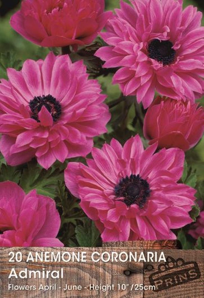 Anemone St Brigid Admiral 15 Per Pack