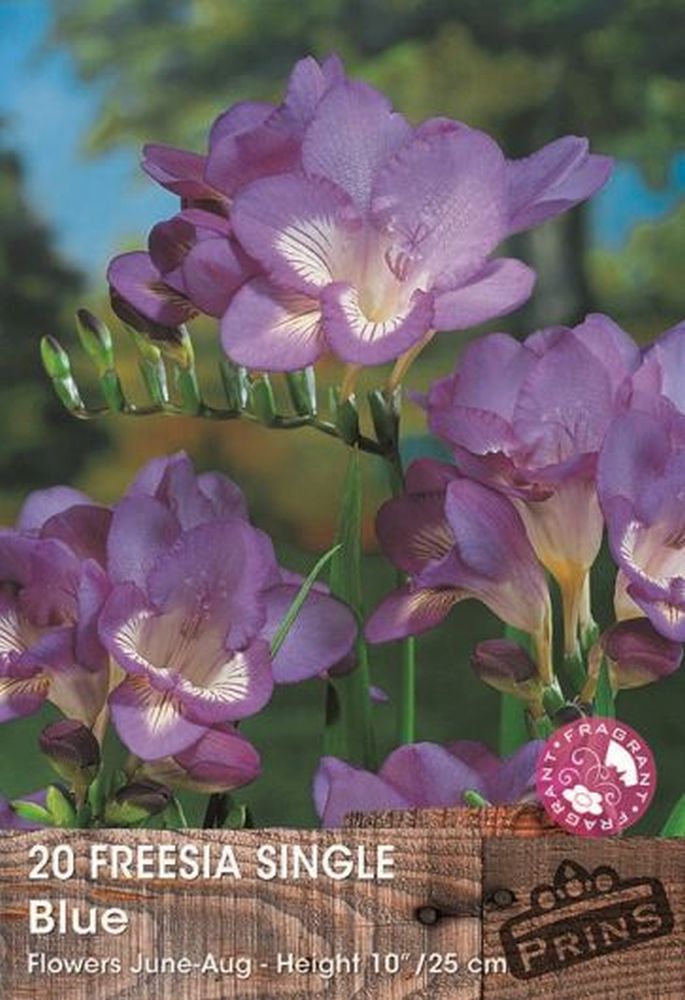 Freesia Blue 20 Per Pack