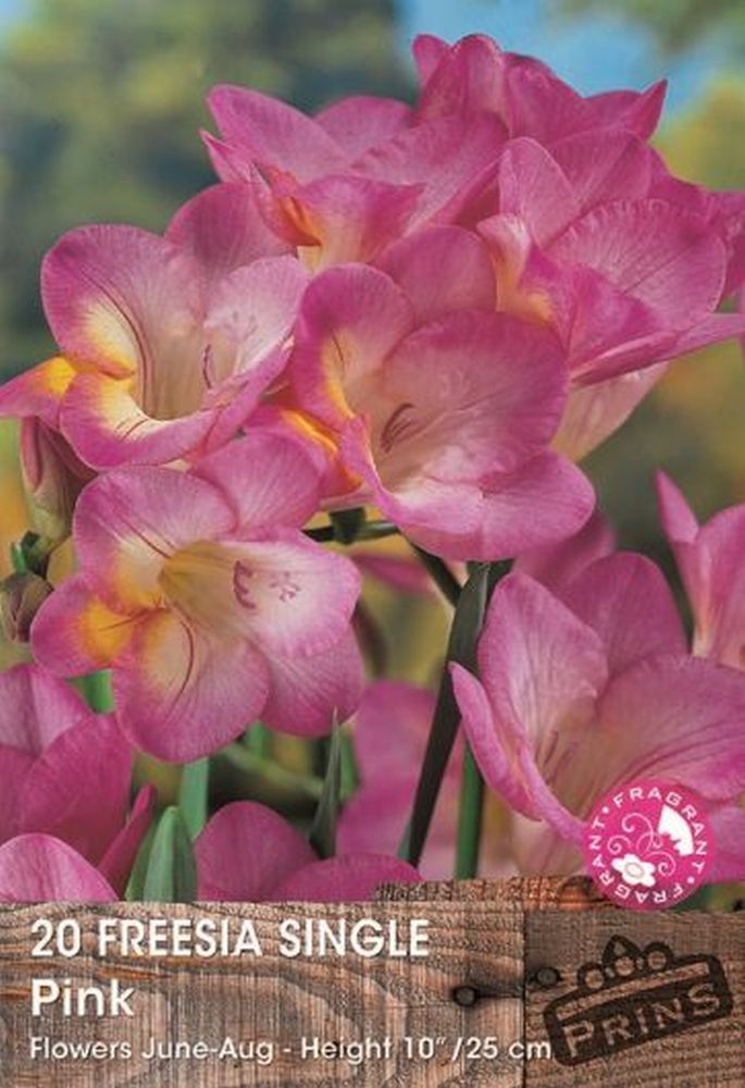 Freesia Pink 20 Per Pack