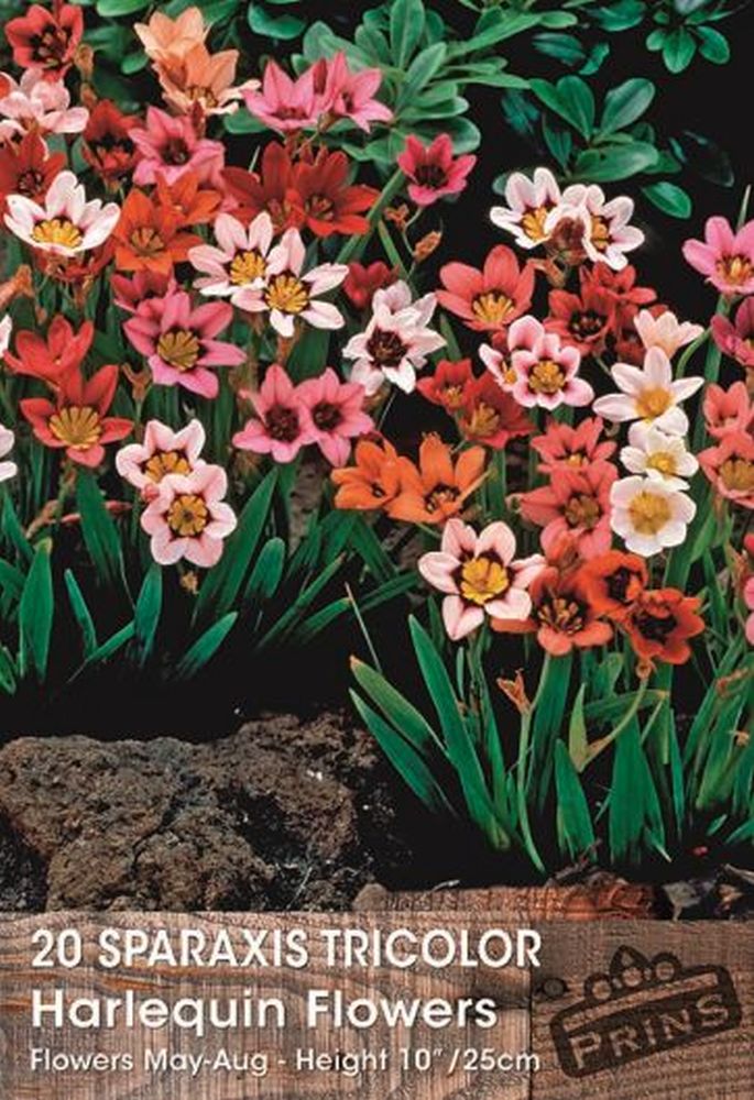 Sparaxis Tricolor Harlequin Flowers 20 Per Pack
