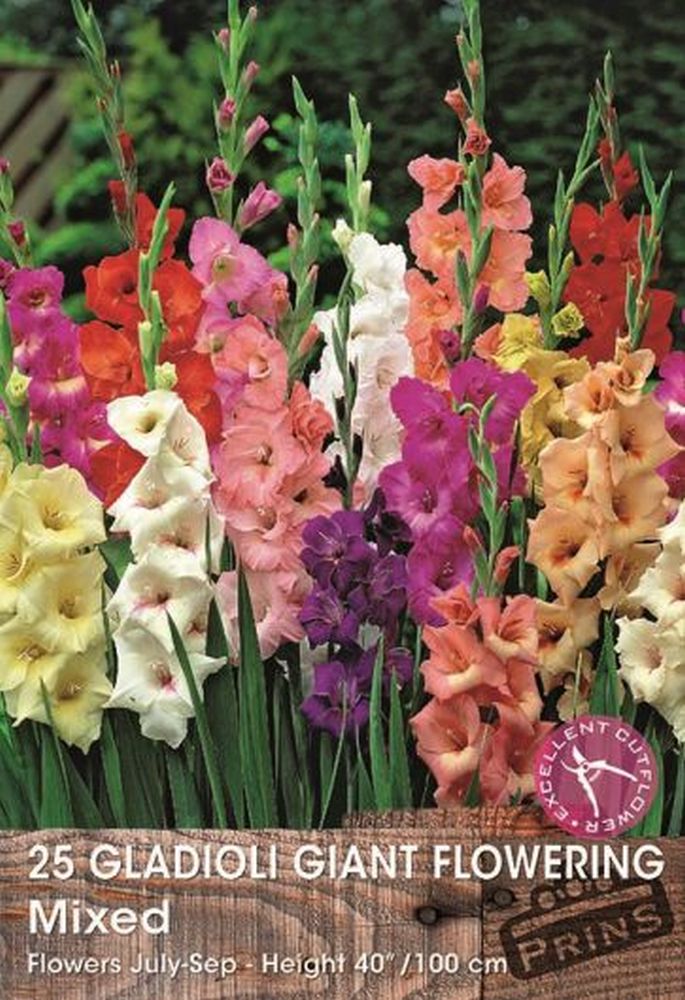 Gladioli Mixed 25 Per Pack