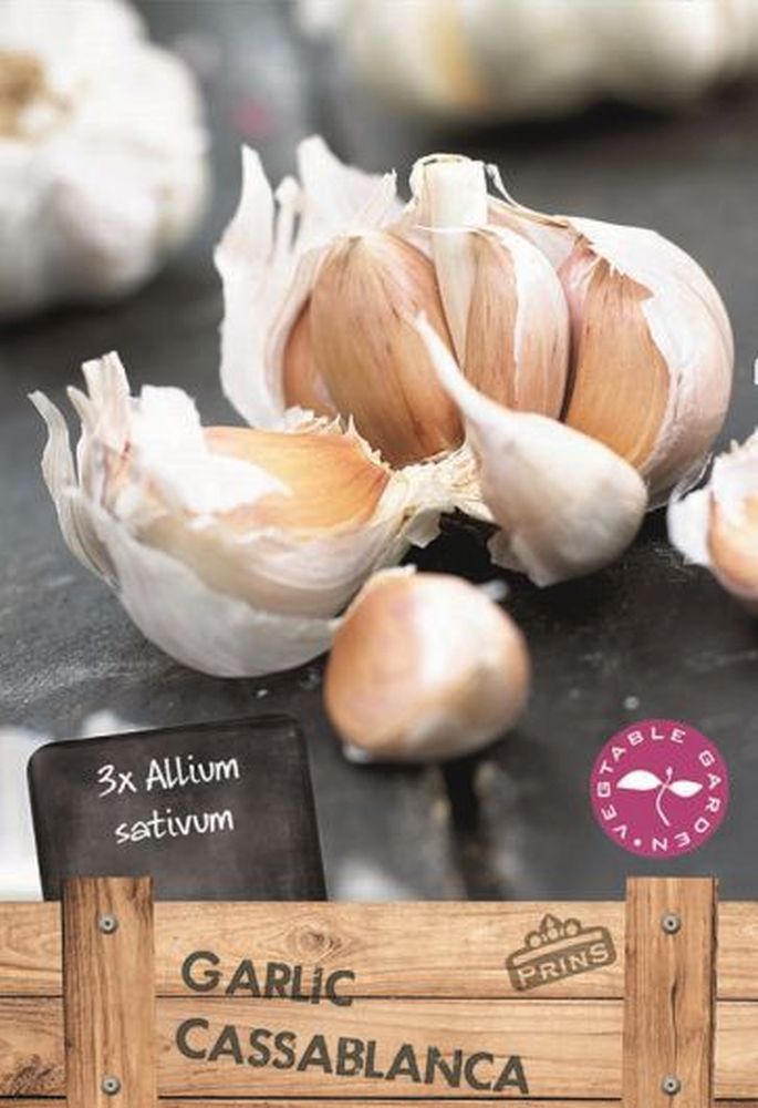Garlic Cassablanca Bulbs 3 Per Pack