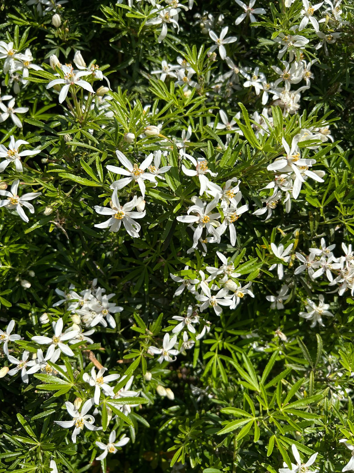 Choisya White Dazzler