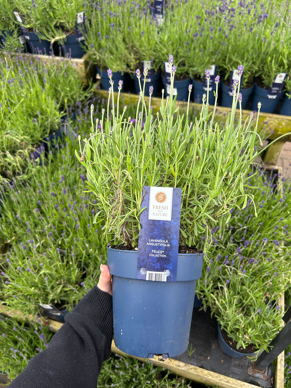 English Lavender Angustifolia ‘Felice’