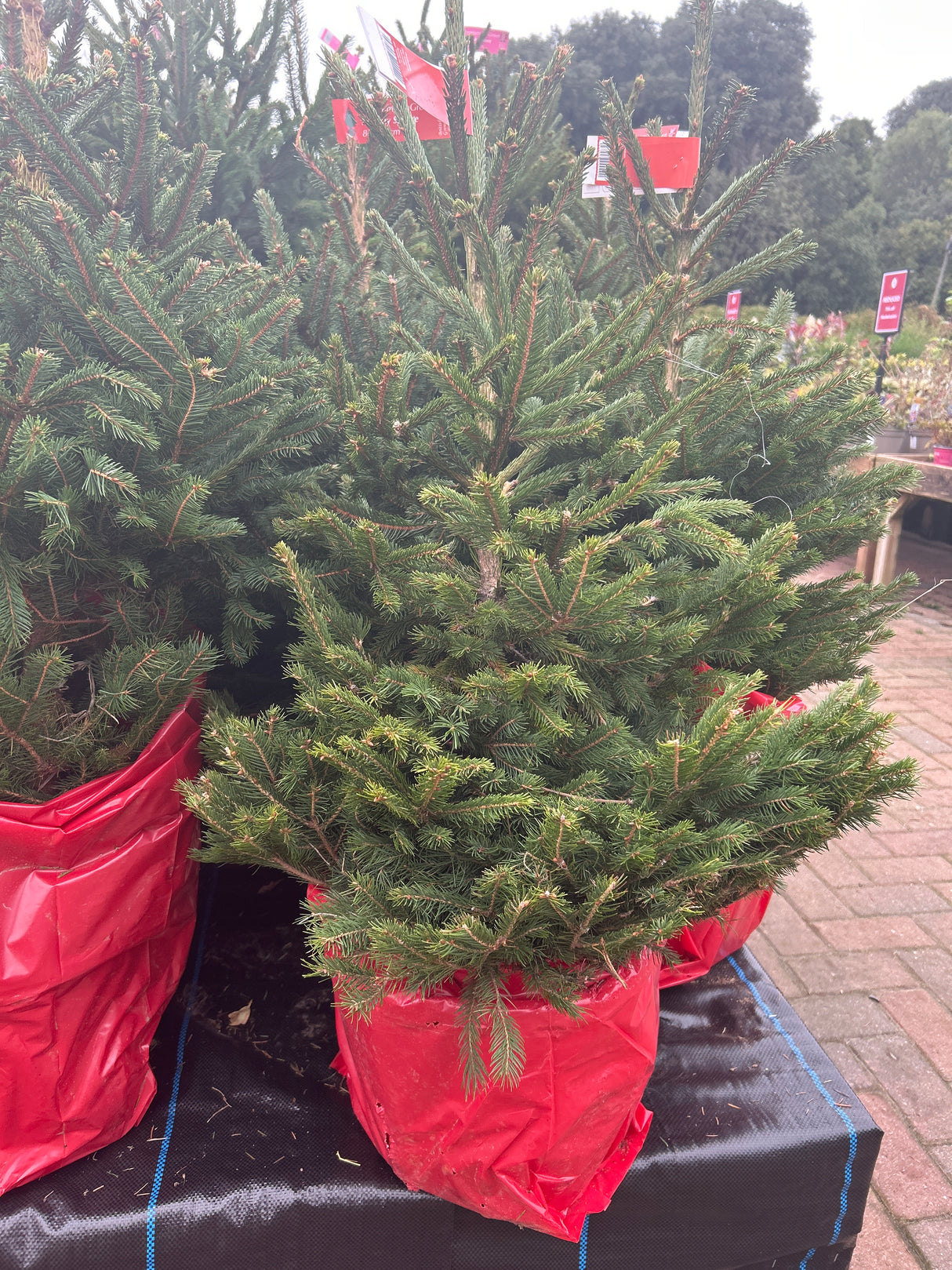 Premium Pot Grown Norway Spruce 80-100cm
