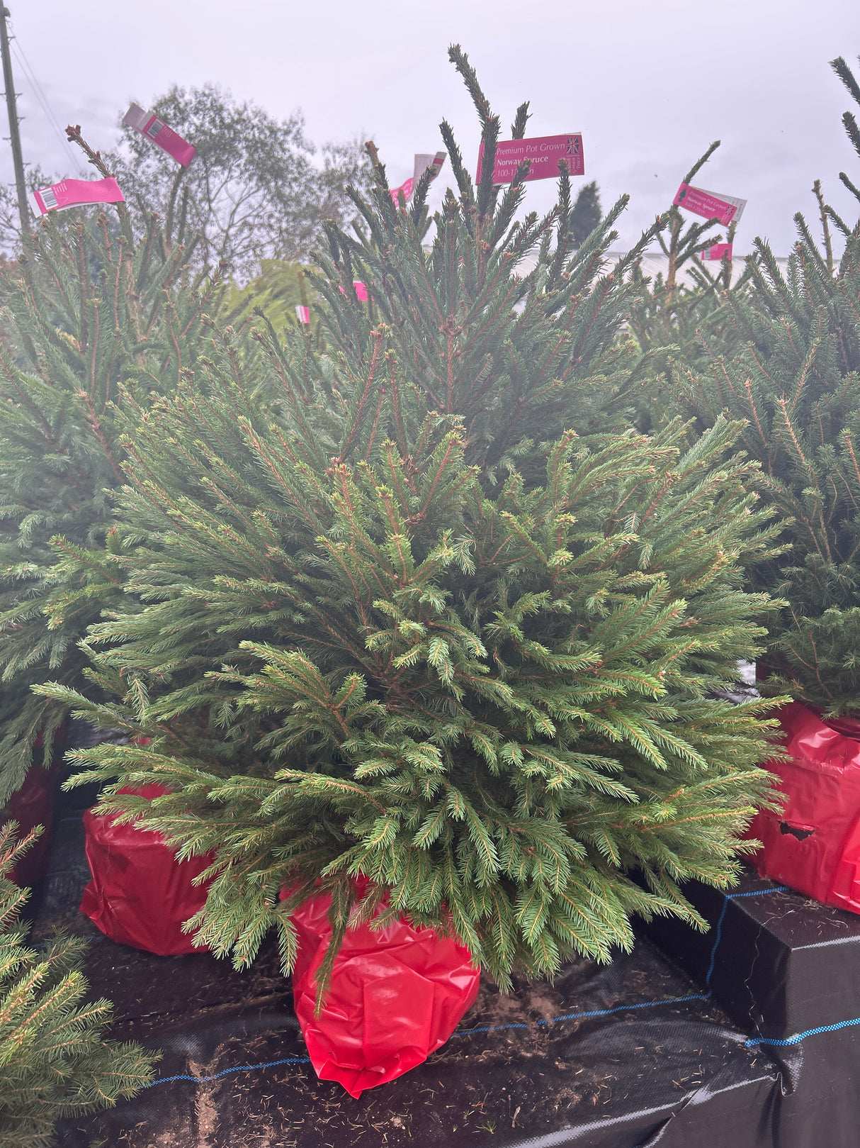 Premium Pot Grown Nordmann 100-120cm