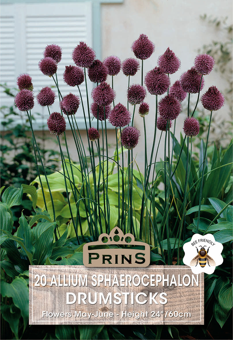Allium Drumstick 20 Per Pack
