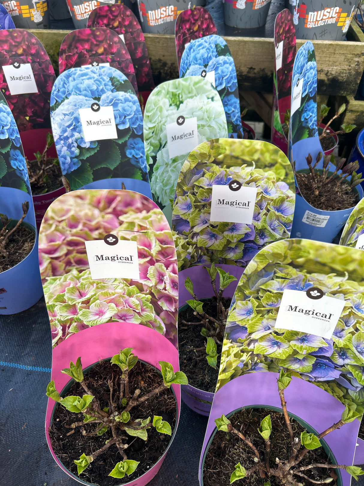 Hydrangea Magical Mix 17cm pot