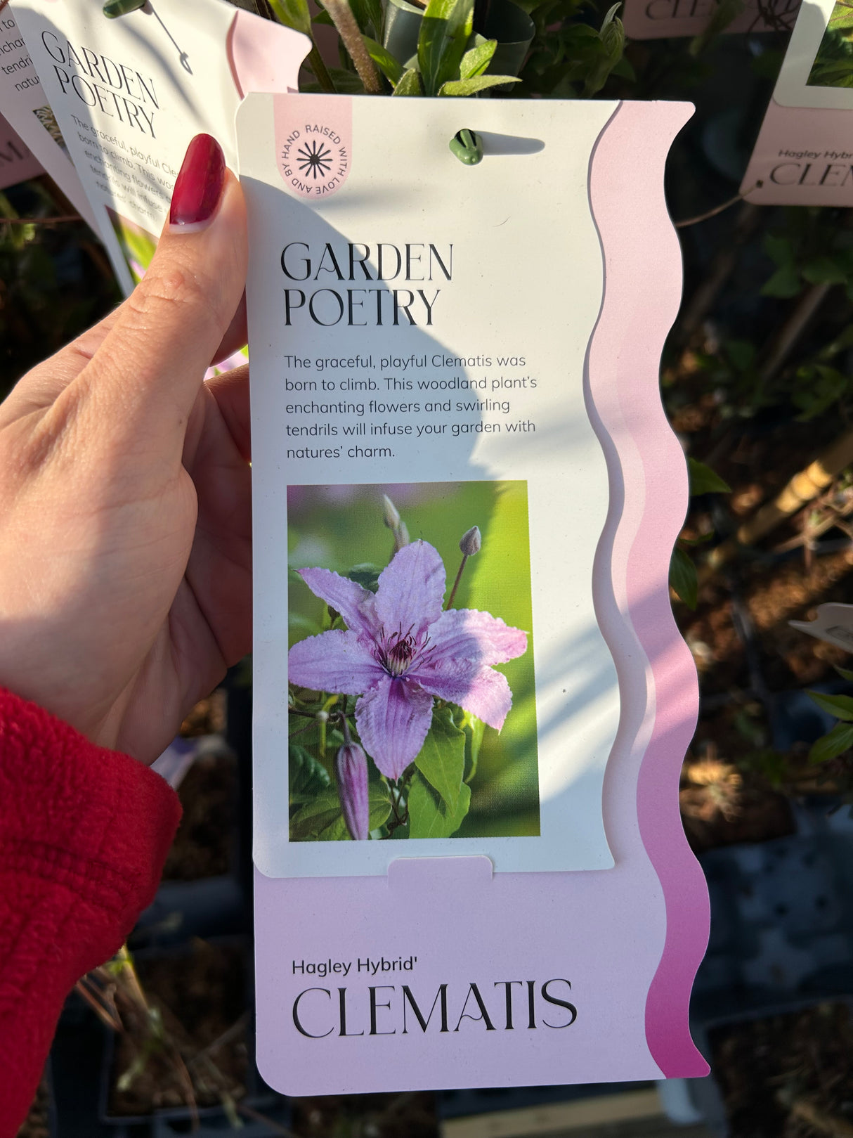 CLEMATIS HAGLEY HYBRID 15 cm