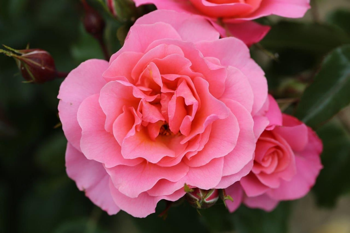 Annes Rose Medium Pink