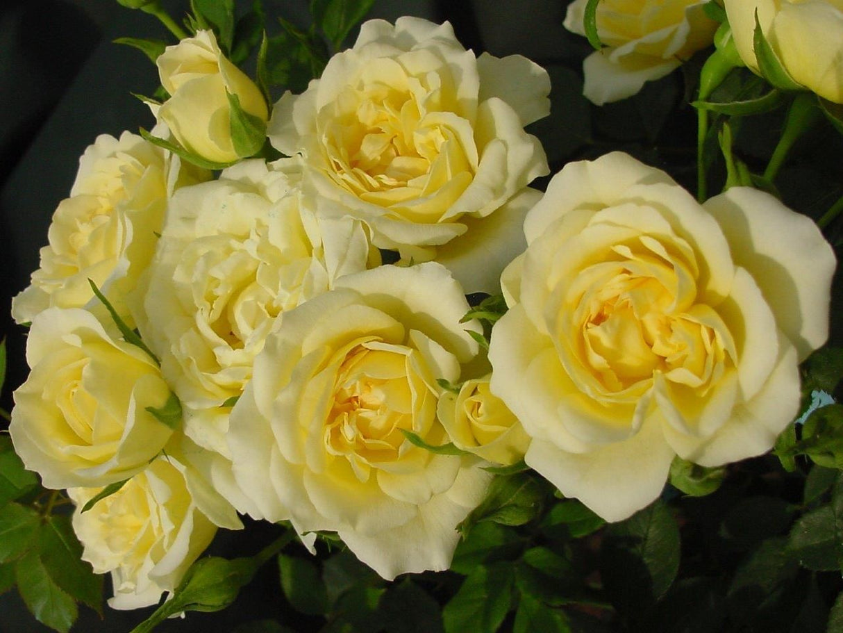 Our Dream Lemon Yellow