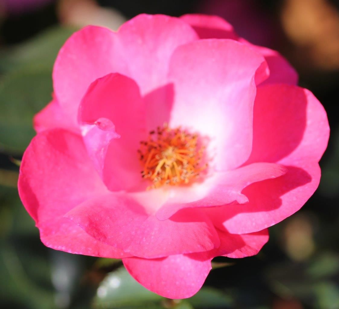 Rosy Cheeks Red to Deep Pink