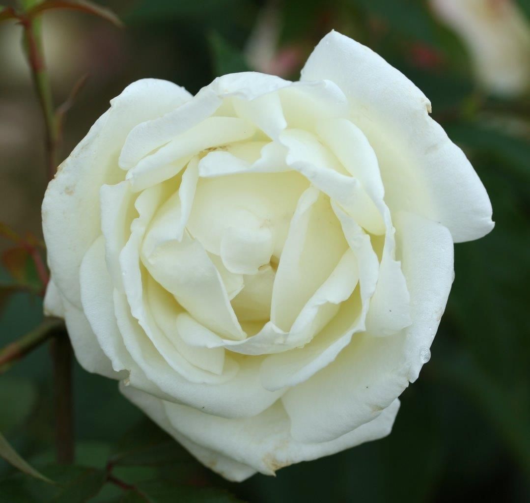 Silver Anniversary Pure White