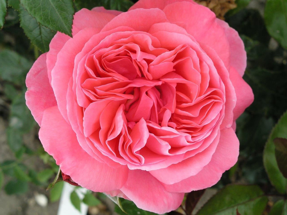 Special Anniversary Rich Rose Pink