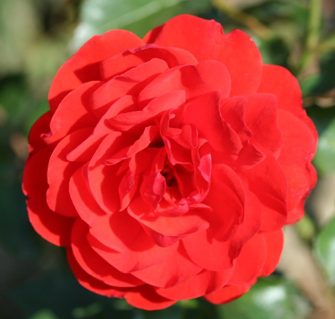 Trumpeter Bright Scarlet