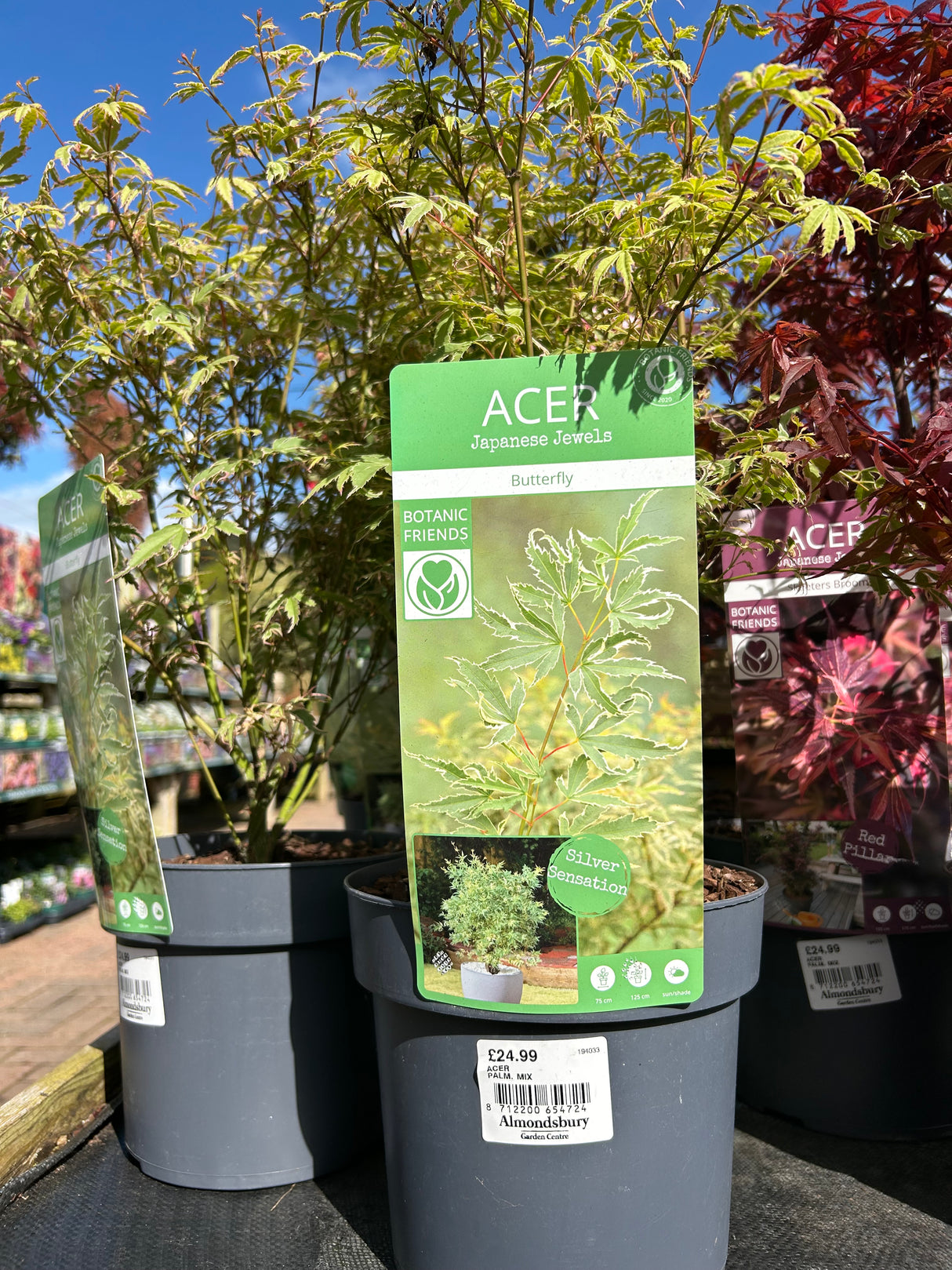 Acer Palm Mix 19cm (7 varieties)