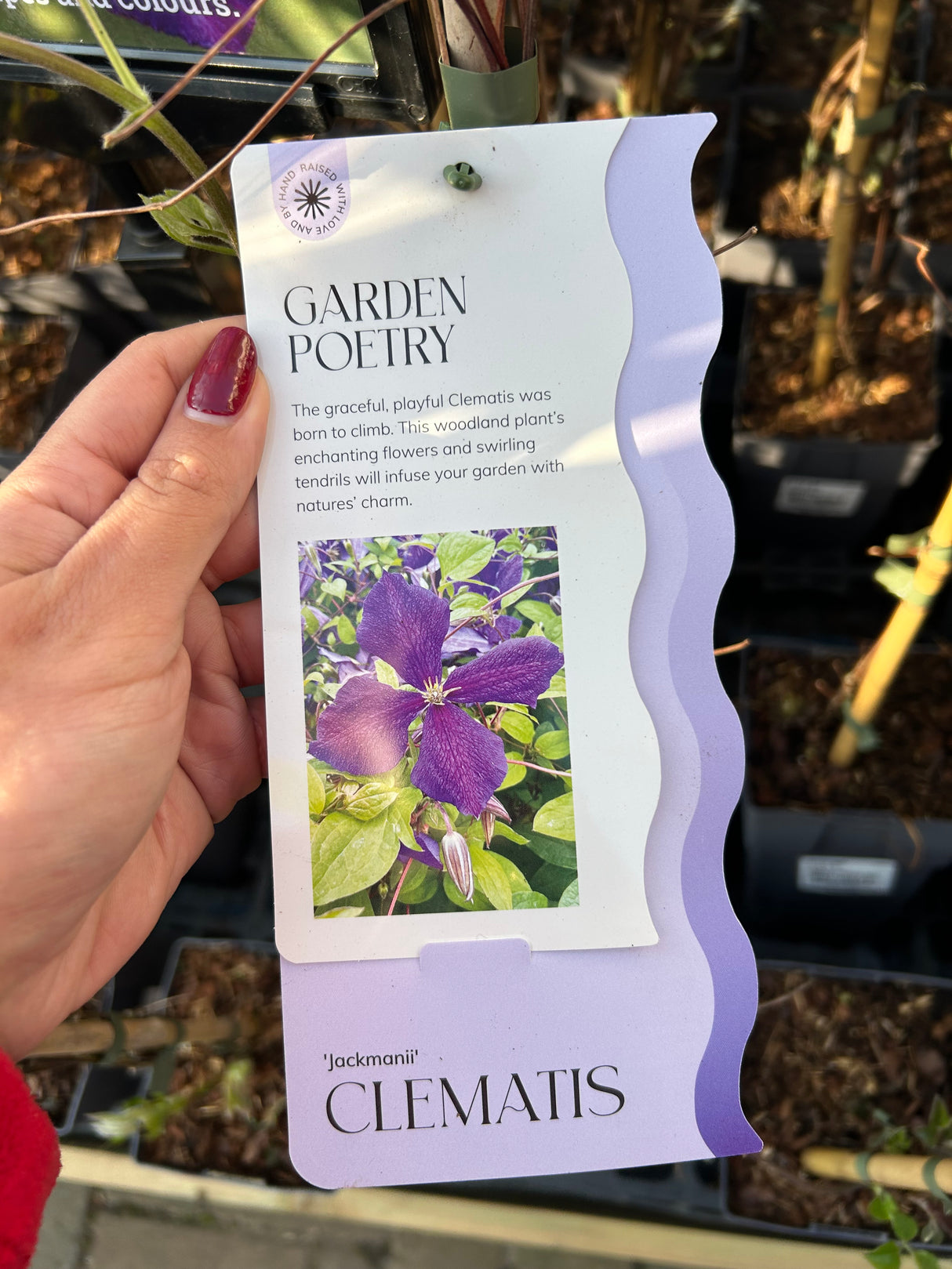 CLEMATIS JACKMANII 15 cm