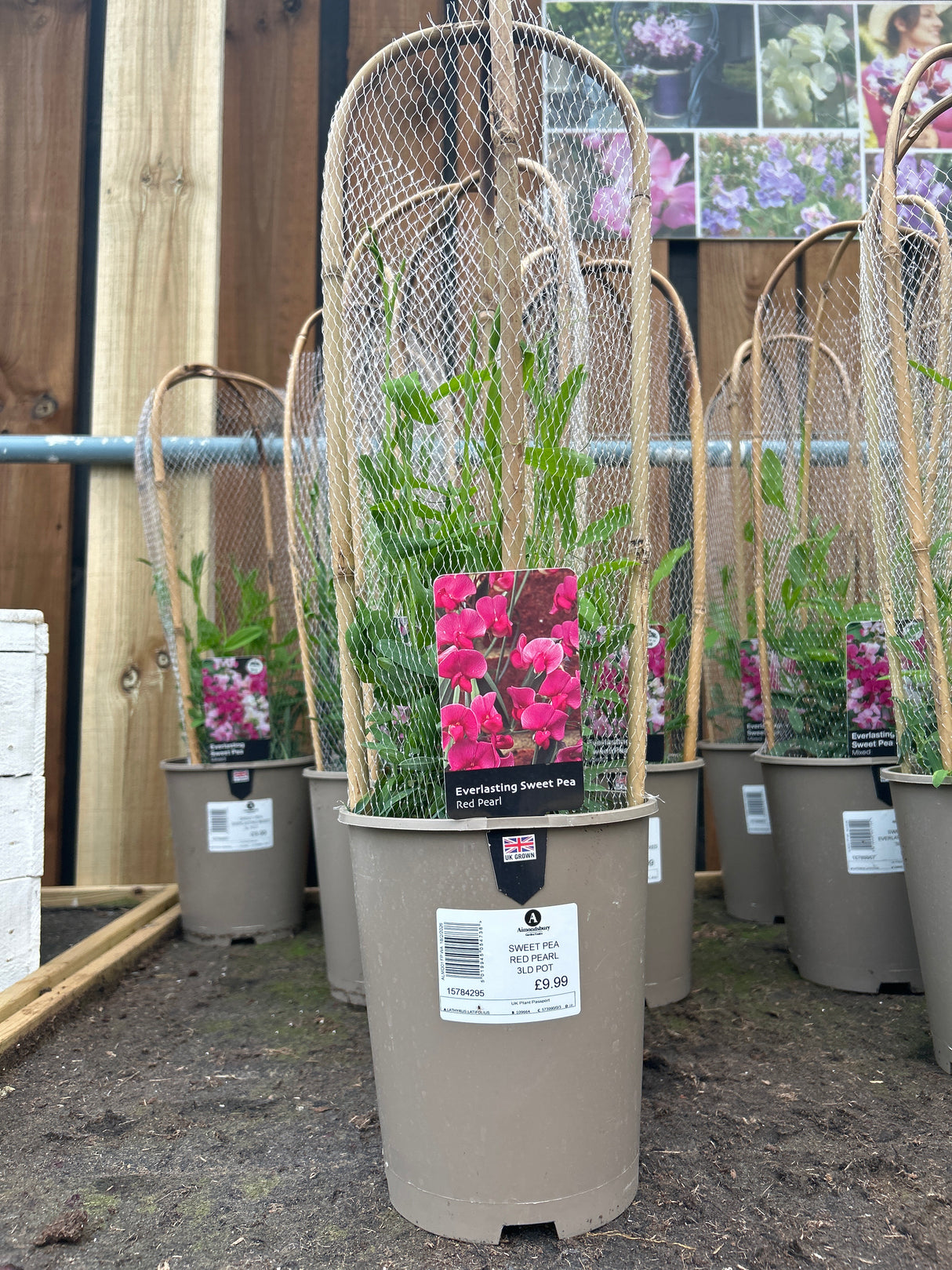 Sweet Pea Everlasting Red Pearl 3L