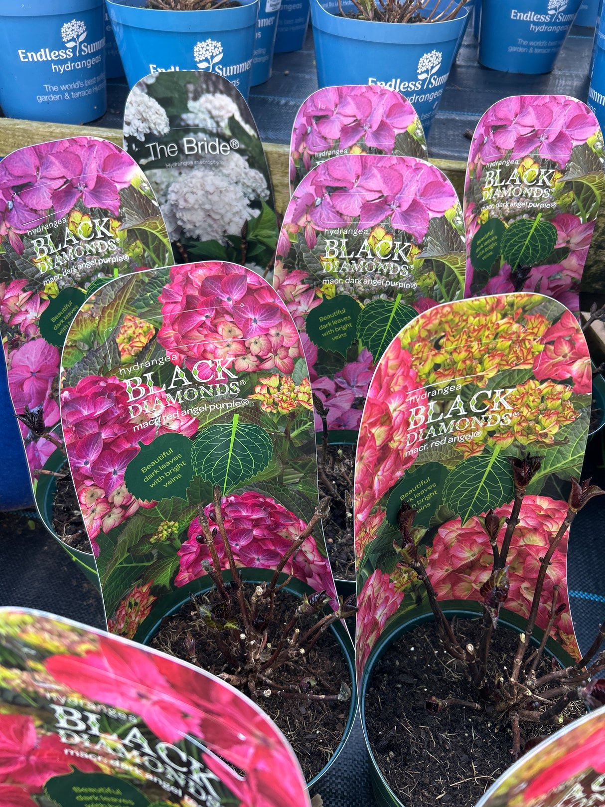 Hydrangea Black Diamonds 17 cm