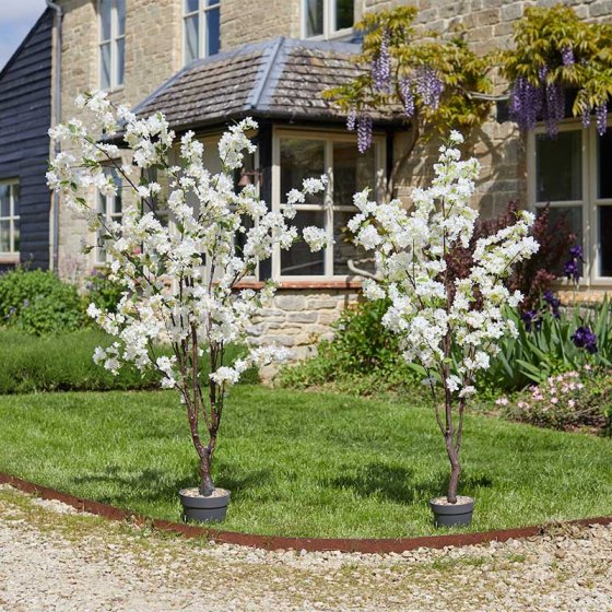 White Cherry Tree