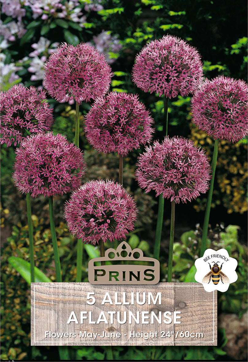 Allium Aflatunense 5 Per Pack
