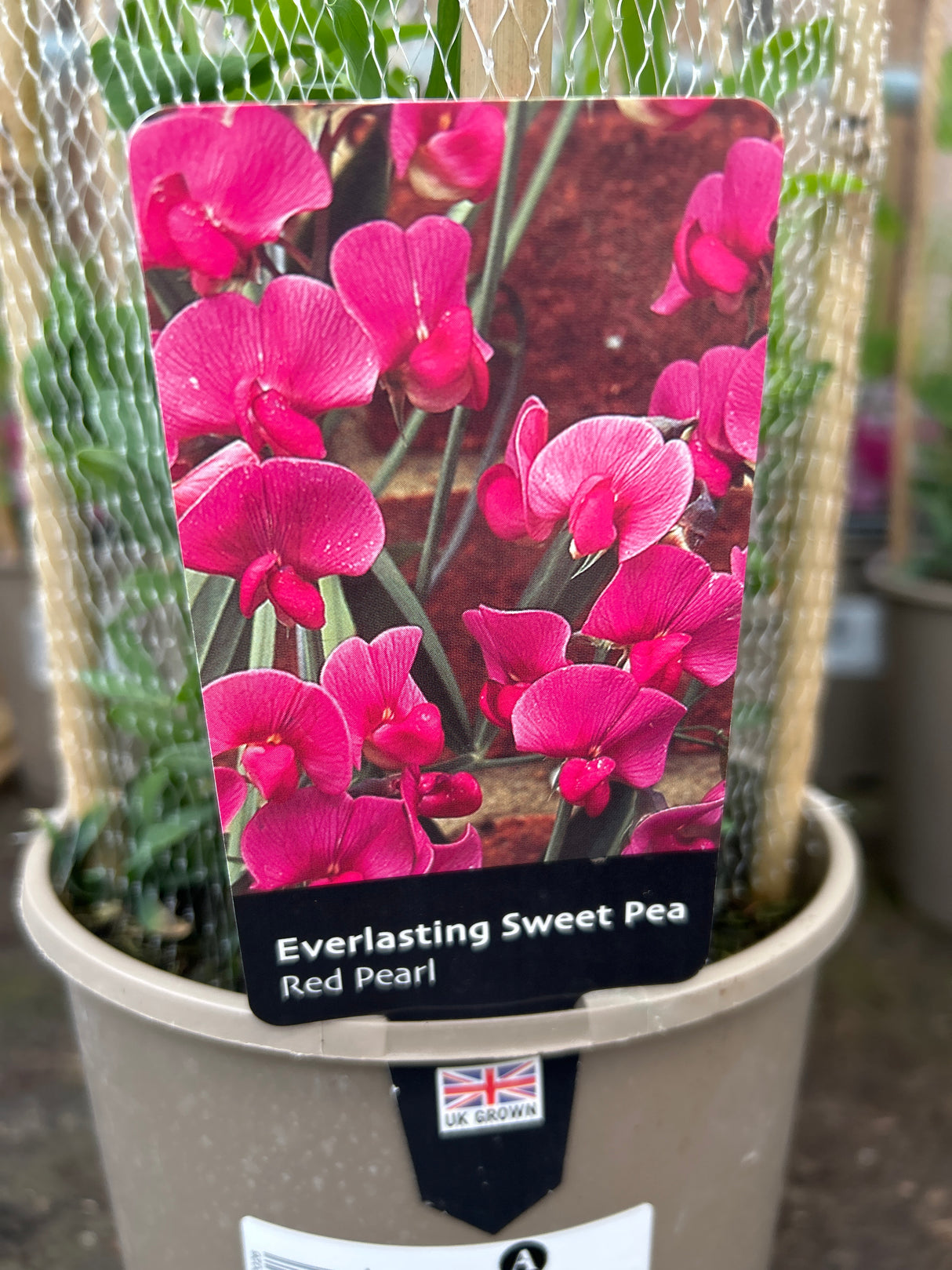 Sweet Pea Everlasting Red Pearl 3L