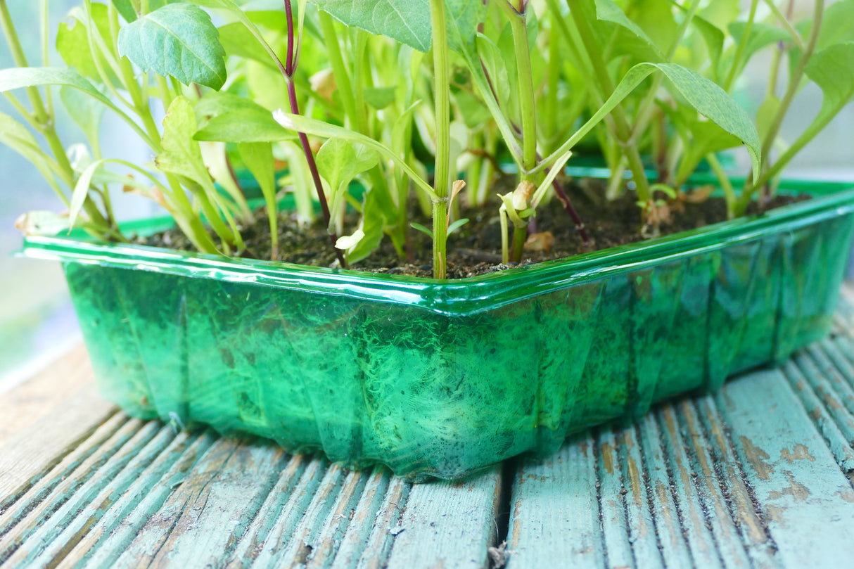 Gro-Sure Visiroot Seed Tray 4 pk