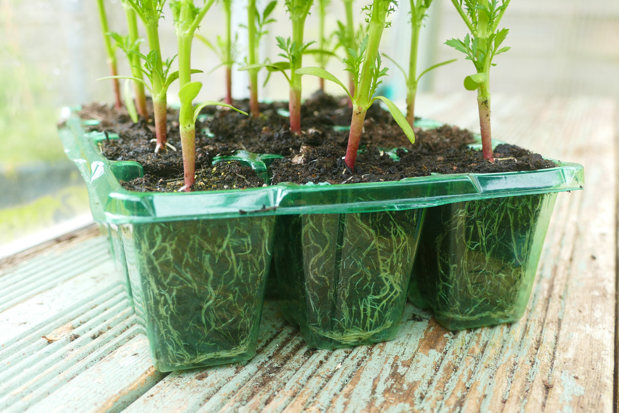 Gro-Sure Visiroot Seed Tray 4 pk