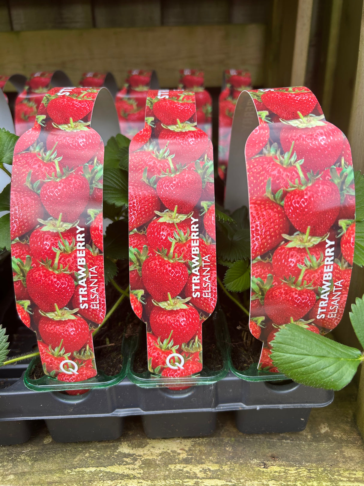 Strawberry - Elsanta