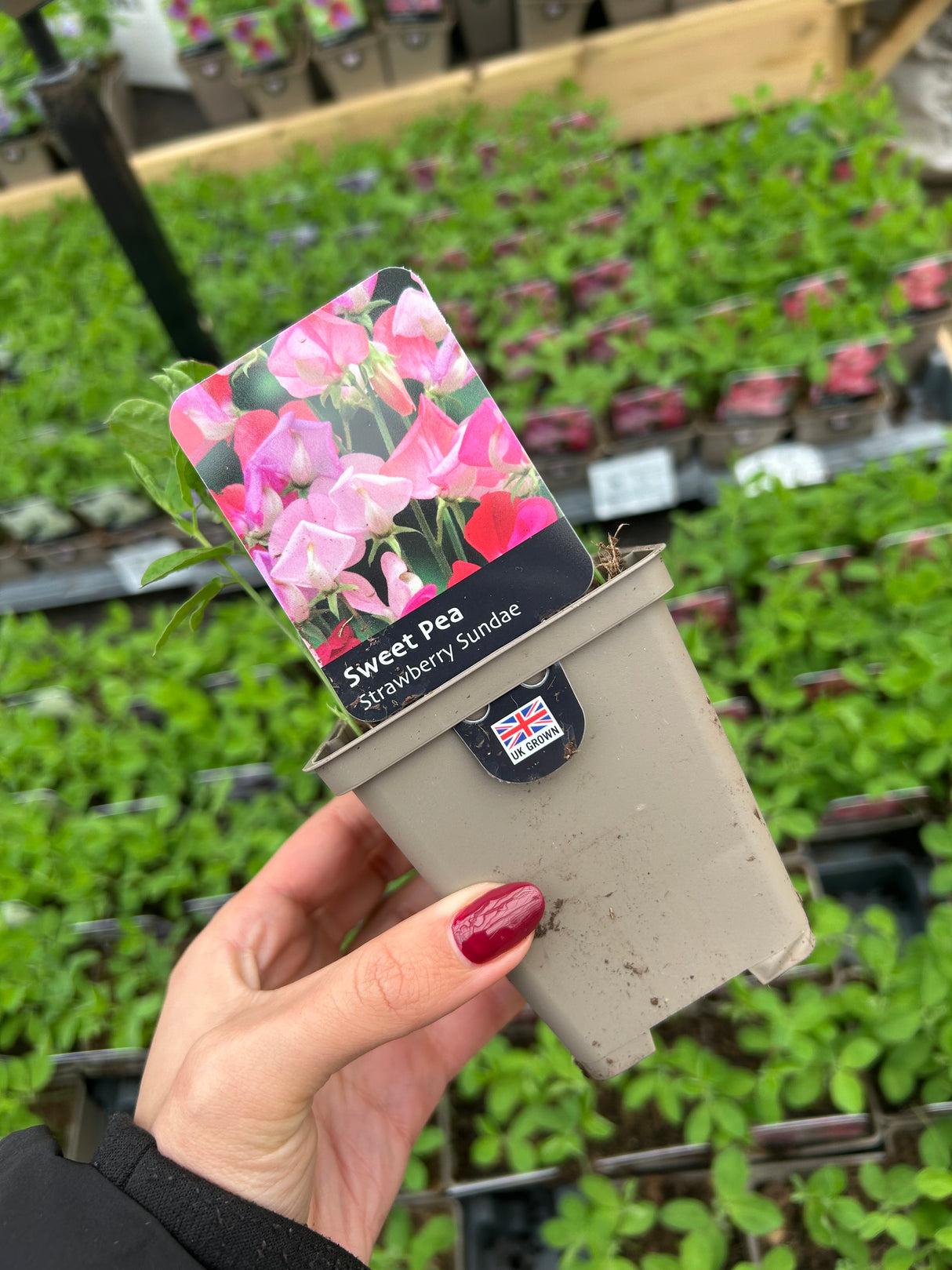 Sweet Pea Strawberry Sundae 9cm