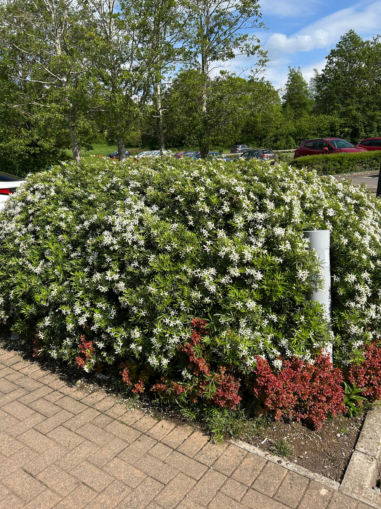 Choisya White Dazzler