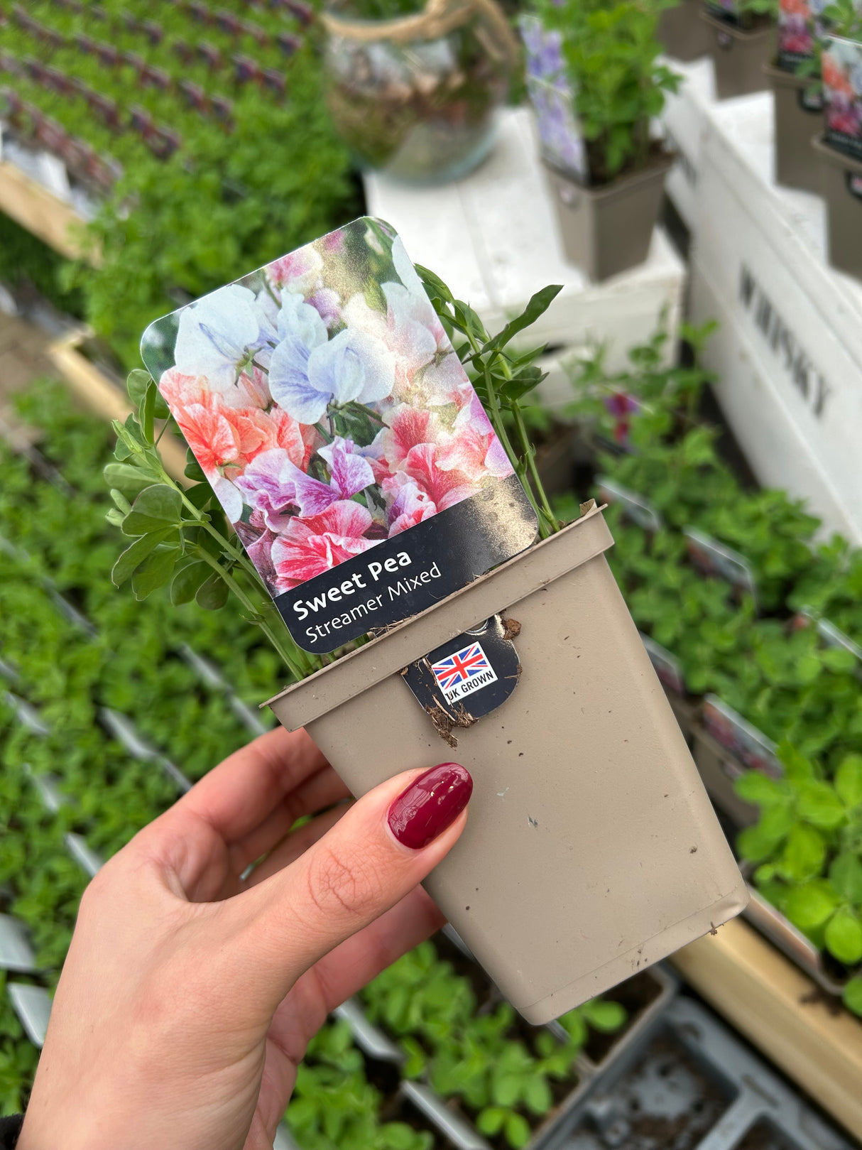 Sweet Pea Streamer Mix 9cm