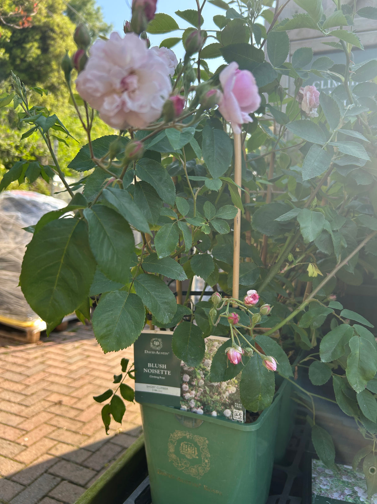 Blush Noisette