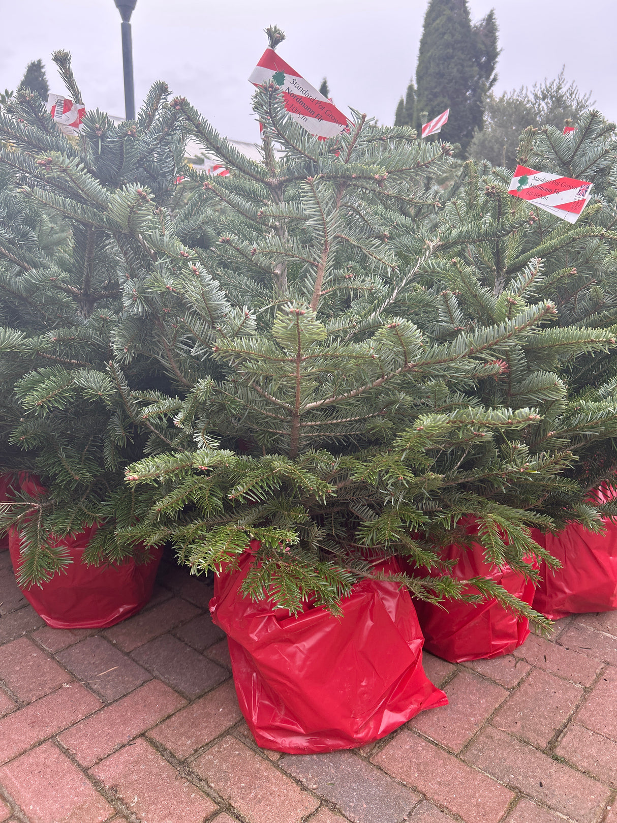 Pot Grown Nordmann Fir 60-100cm