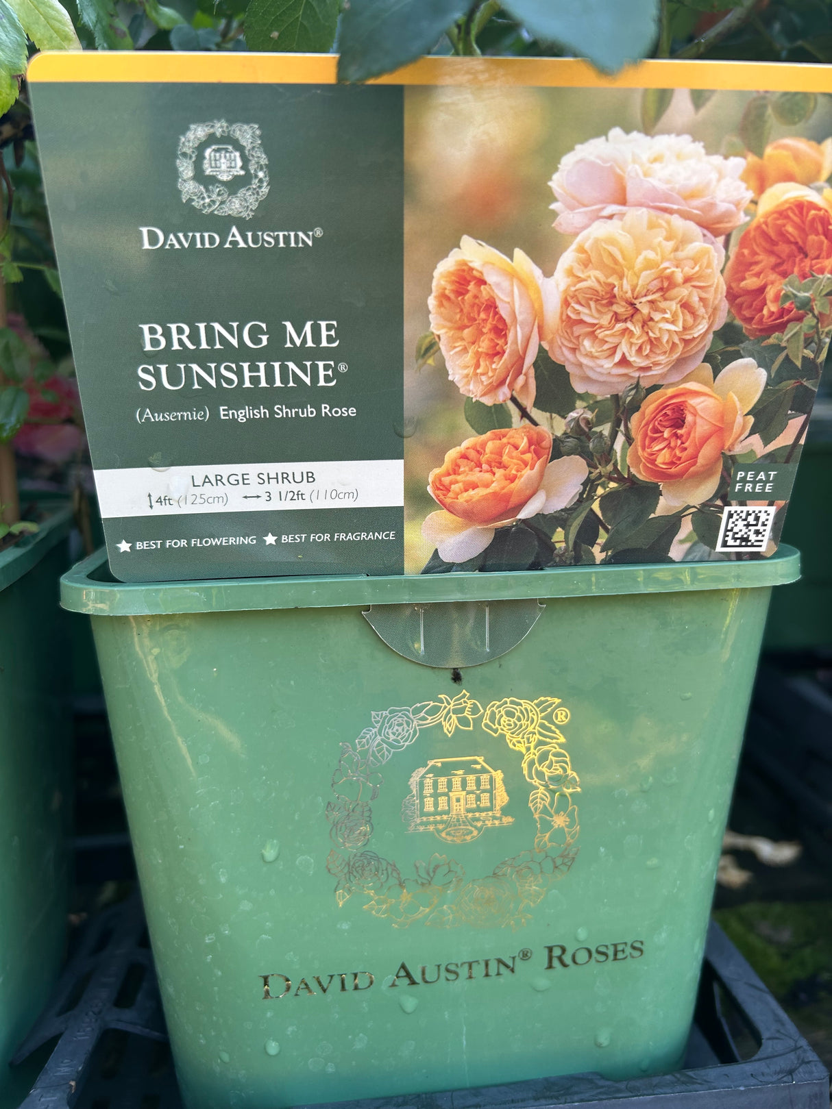 Bring Me Sunshine