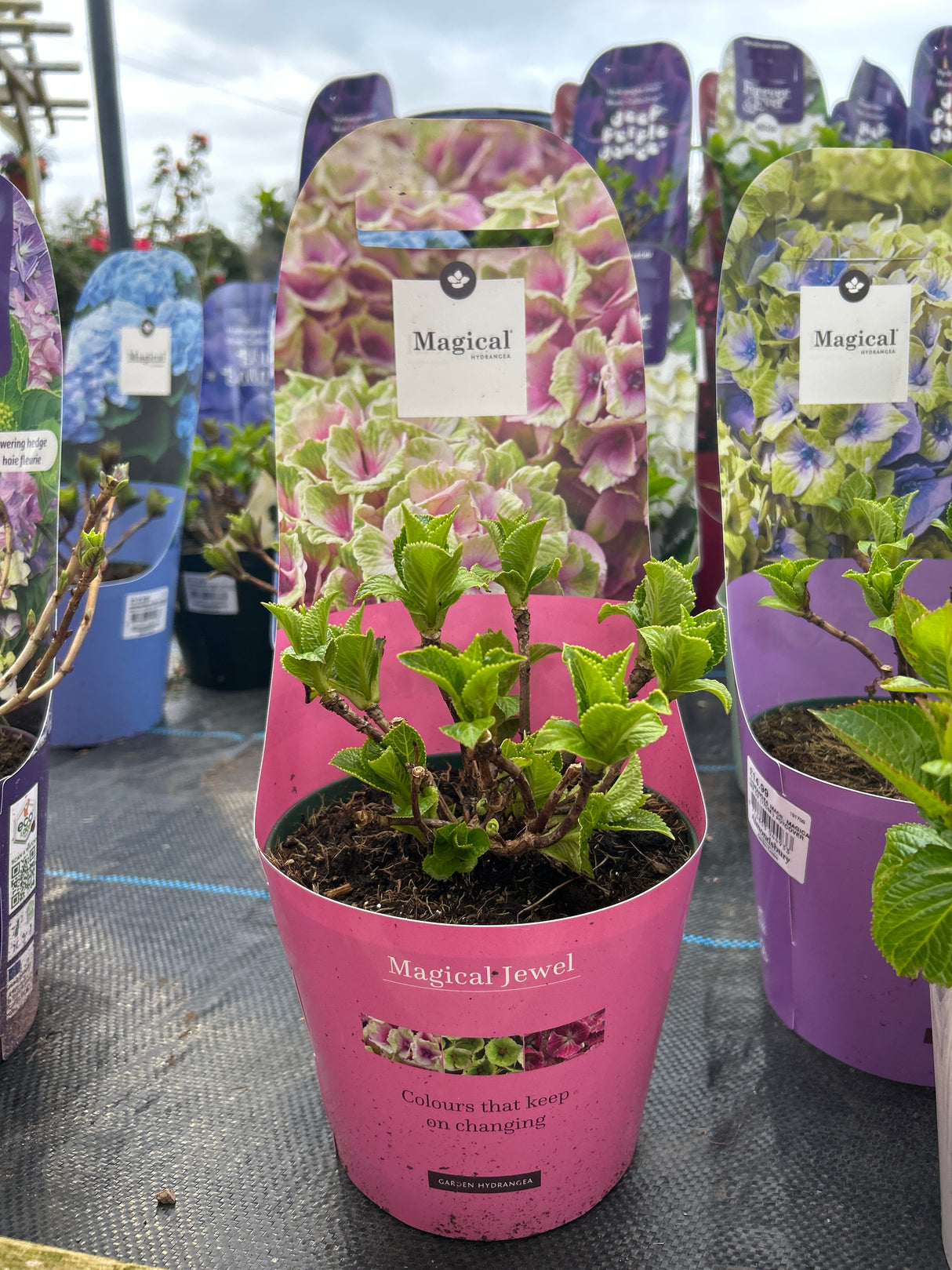 Hydrangea Magical Mix 17cm pot