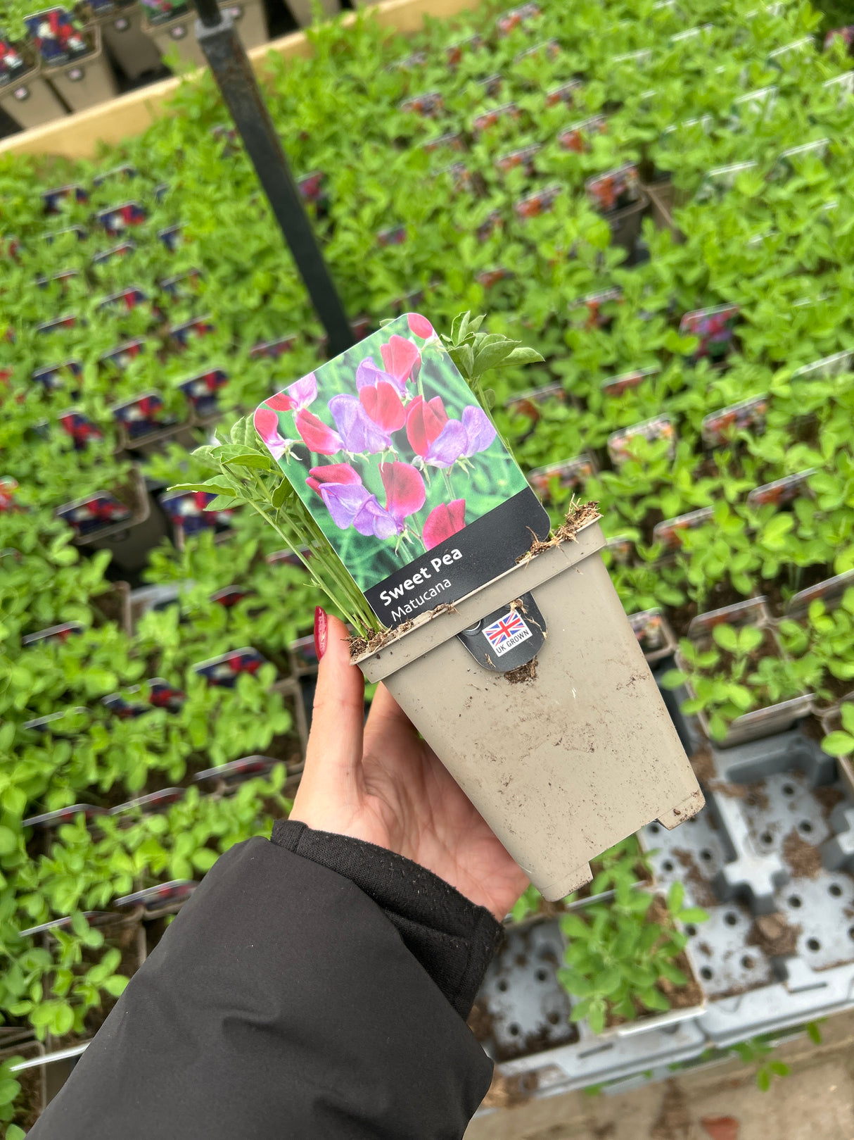 Sweet Pea Matucana 9cm