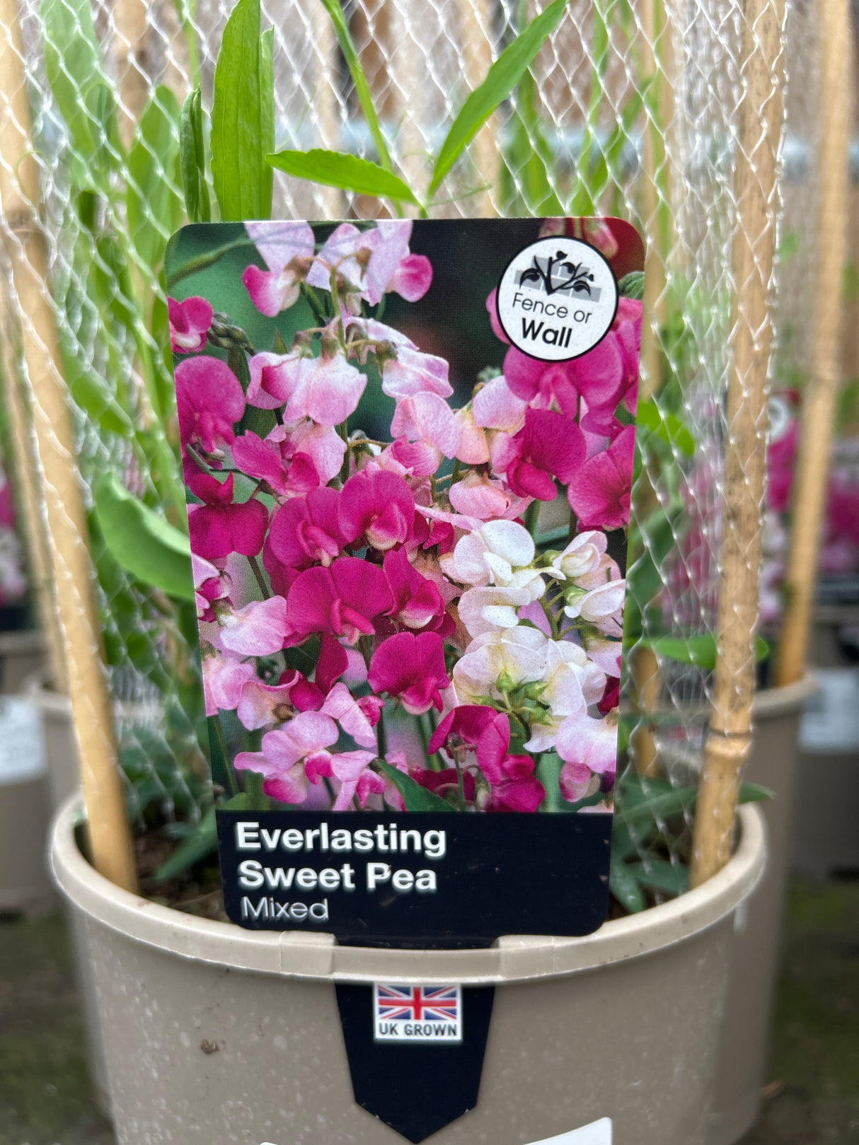 Sweet Pea Everlasting Mixed 3L