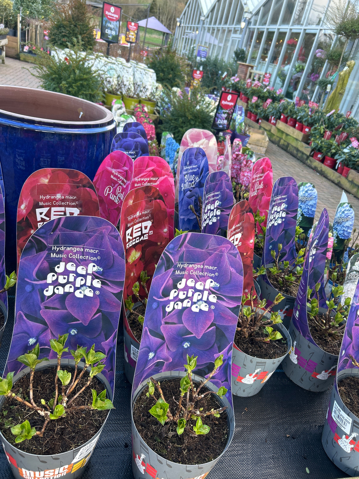 Hydrangea Music Collection 17cm pot