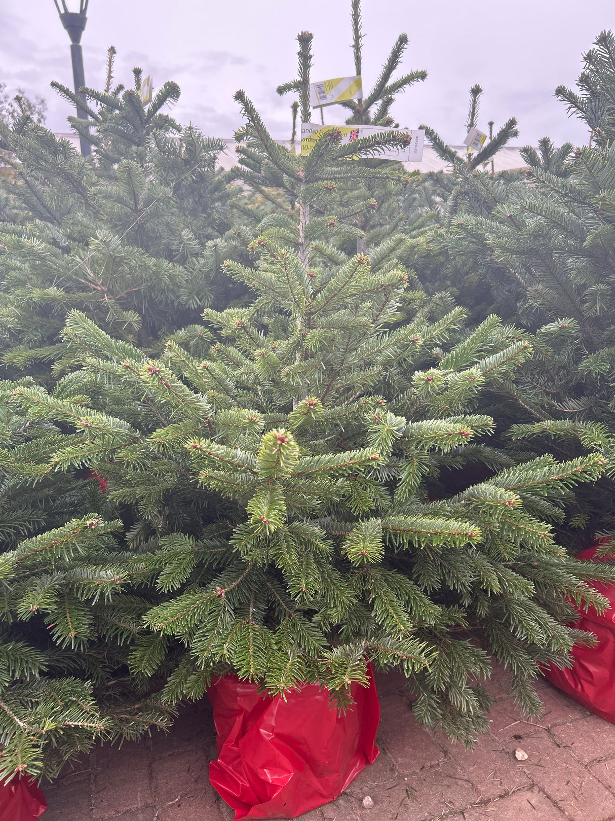 Pot Grown Nordmann Fir 100-150cm